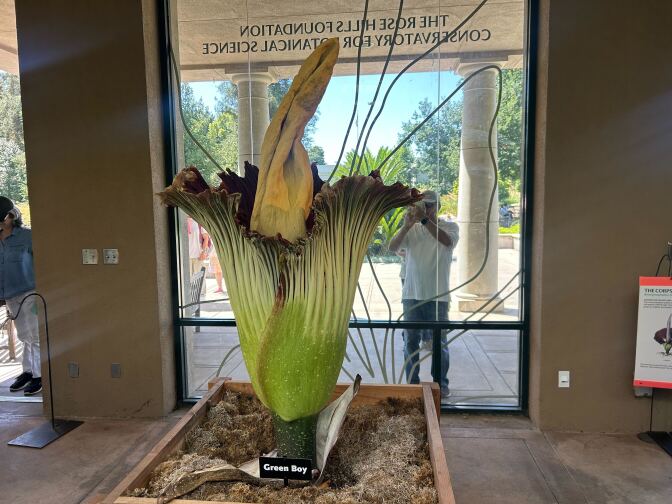 In a square planter sits a large green plant labeled "Green Boy." The outside of the plant is bright green; the inside maroon. . At the center a yellow pillar sticks out.