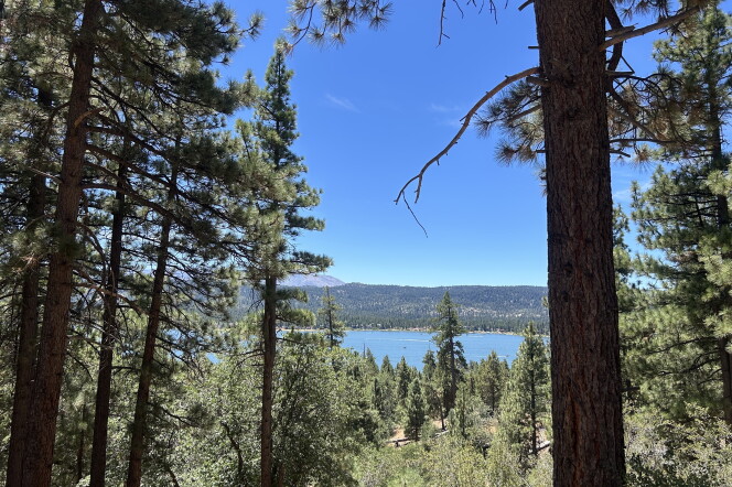 A forest view, with trees towering over the dirt and a blue lake in the distance.