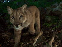 P-33, photographed by a wildlife camera in February, has crossed the 101 freeway. She's only the second mountain lion known to have done so.