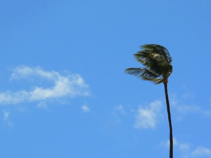 A palm tree is shown blowing hard in strong wind. The tree is on the right side of the frame. Blue sky and several sparse white clouds are behind it.
