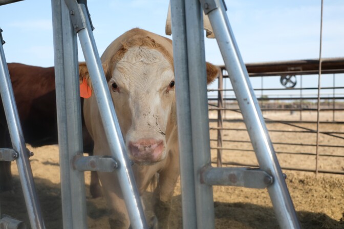 A white cow looks straight at the camera through a fence. 
