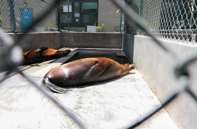 A brown sea lion laying on cement next to another sea lion, in a big cage.