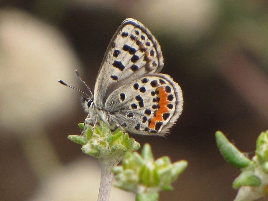 el-segundo-blue-butterfly.jpg