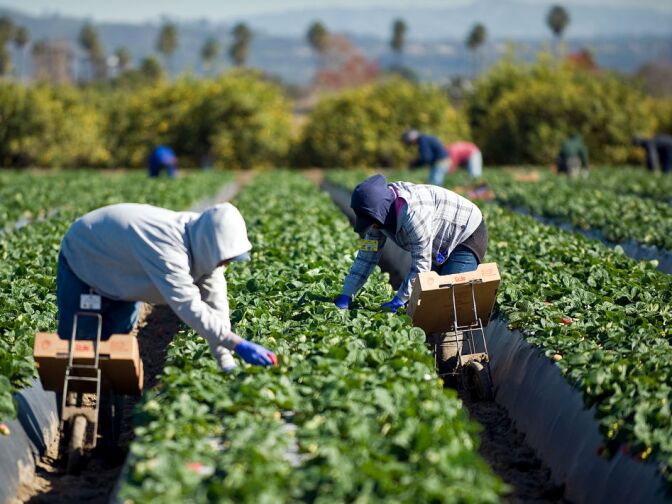 Workers fill boxes with containers strawberries for shipment. Each box is labeled with a serial number, with codes for the farm, strawberry variety, and Julian date.