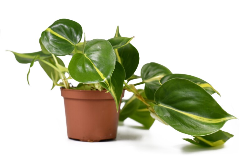 A green leafy plant spills out of a terracotta pot.