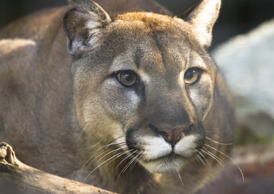 A mountain lion.