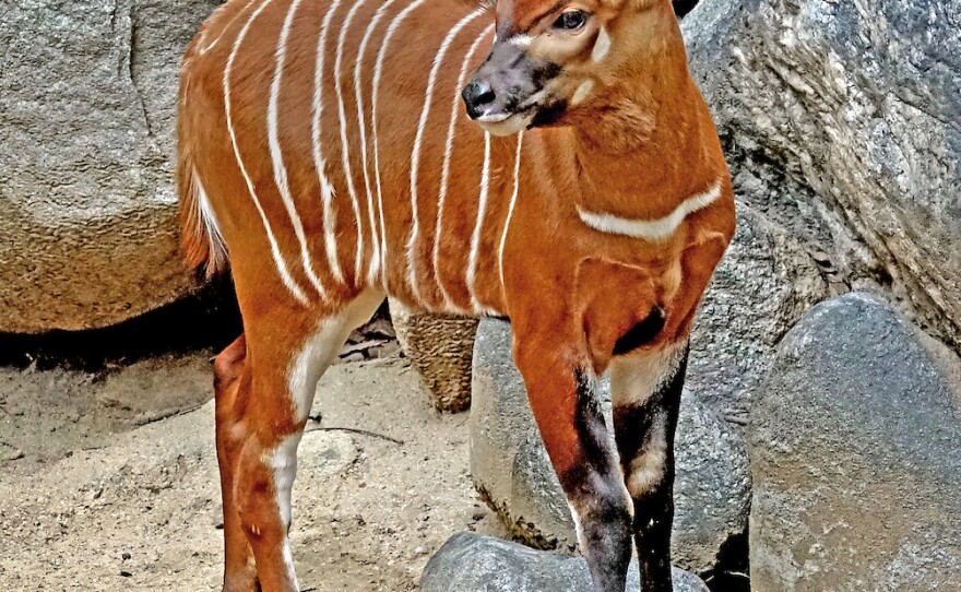 Rare baby bongo makes its first appearance at the Los Angeles Zoo | LAist - NPR News for Southern California FM Rare baby bongo makes its first appearance at the Los Angeles Zoo | LAist - NPR News for Southern California FM