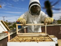 In this photo taken Friday, Jan. 31, 2014, Sweet Bee Removal professional beekeeper, Tyson Kaiser, expands a beehive hosted on the roof of a home in Los Angeles. The Los Angeles City Council will vote Wednesday, Feb. 12, 2014 whether to begin the process of granting urban bees legal residency in residential areas after a lengthy lobbying effort from bee lovers of all stripes. The vote comes against the backdrop of colony collapse disorder, a worrisome die-off of honeybees that has captured the attention of environmentalists and farmers worldwide. (AP Photo/Damian Dovarganes)