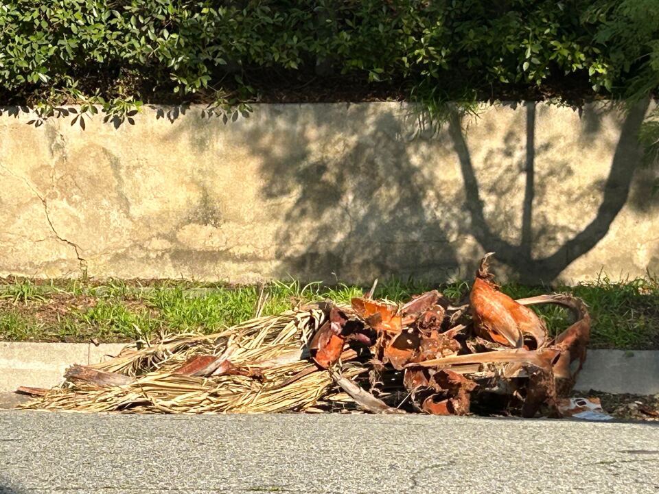 A large pile of tangled, browned palm fronds gathered in the corner of a paved city street on a sunny day.