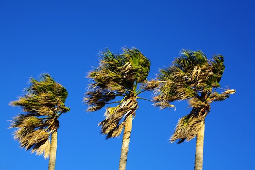 Three palm trees blow in the wind against a crisp blue sky