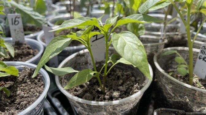 A close up image of a pepper plant with two stems.
