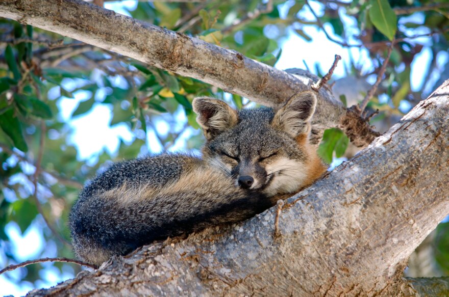 A Channel Island fox curled up for a nap on a tree limb, its furry tail tucked beneath its nose and whiskers.