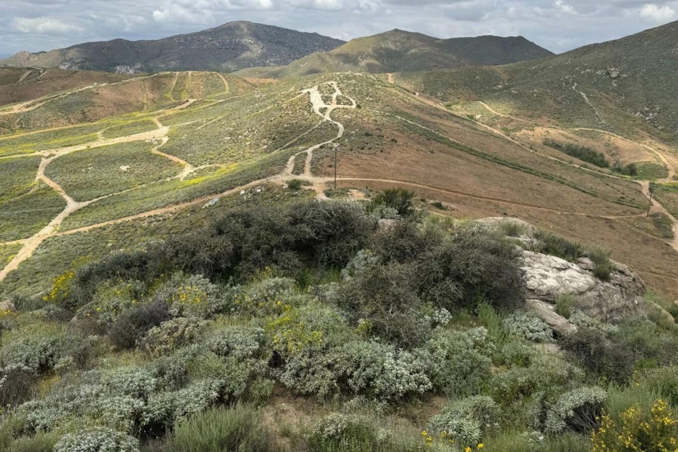 Jurupa oak tree