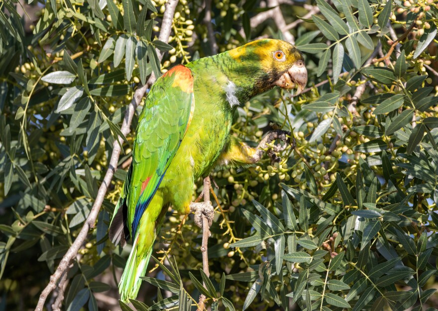 A green colored bird with a yellow colored head in a tree.