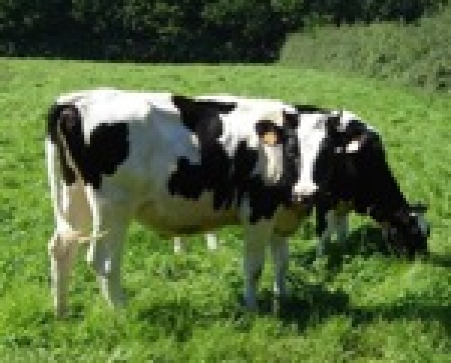 cow-at-farm-1.JPG
