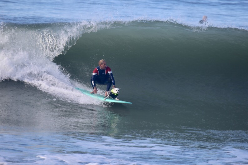 A man in a blue wetsuit with red and white on the shoulders crouches low on a surfboard with a white dog in a lifejacket in front of him on the board.