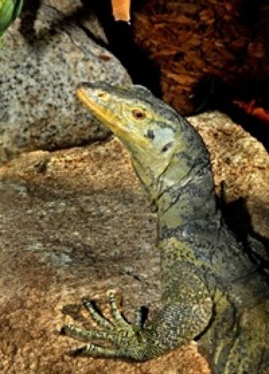 la_zoo_lizard.jpg