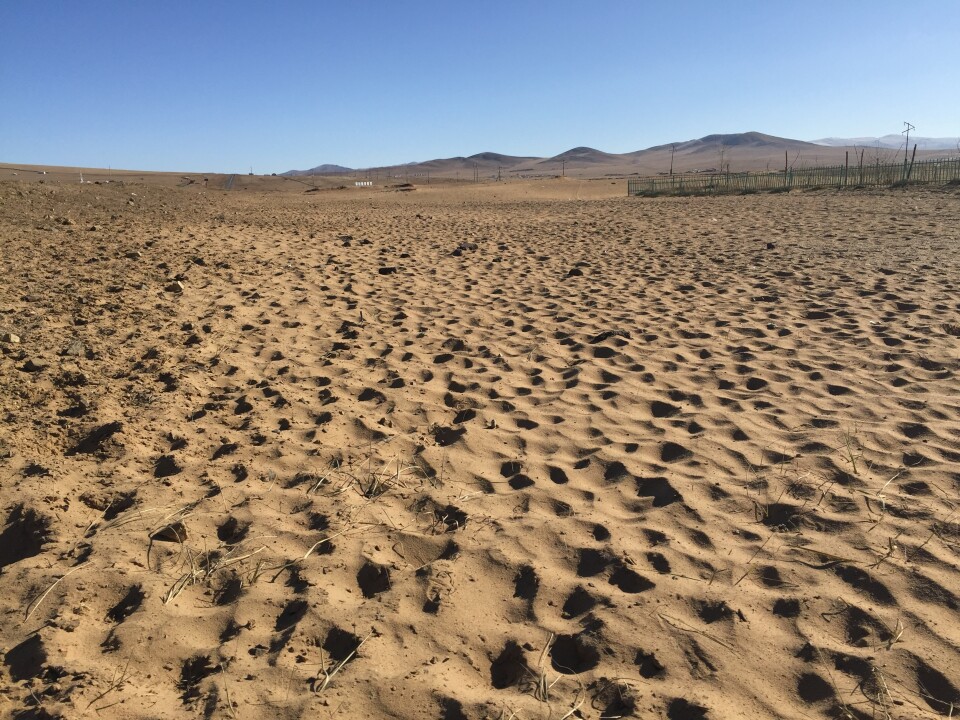 In the place where Bish has pitched her ger, or tent, the effects of overgrazing are obvious. Sand dunes appear where grass used to grow.