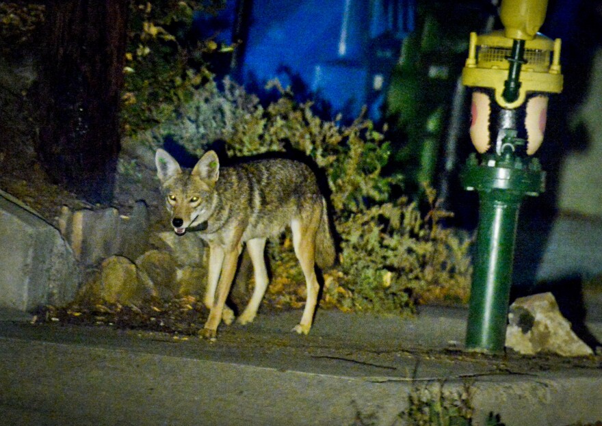 First year of LA's urban coyote study is full of surprises | LAist