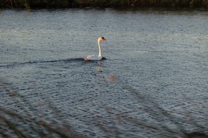 An image of a single swan floating along a body of water.