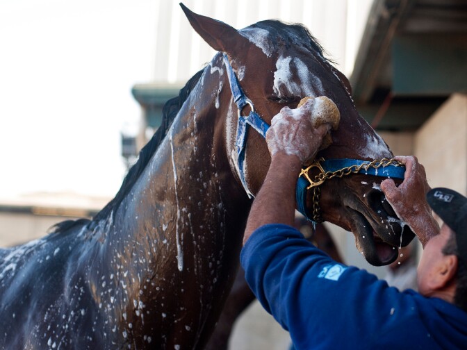 After a morning exercise, groomers bathe each racehorse. After a race, horses spend three days off to recover. Most of the Cerin Racing Stables horses are two-year-olds.