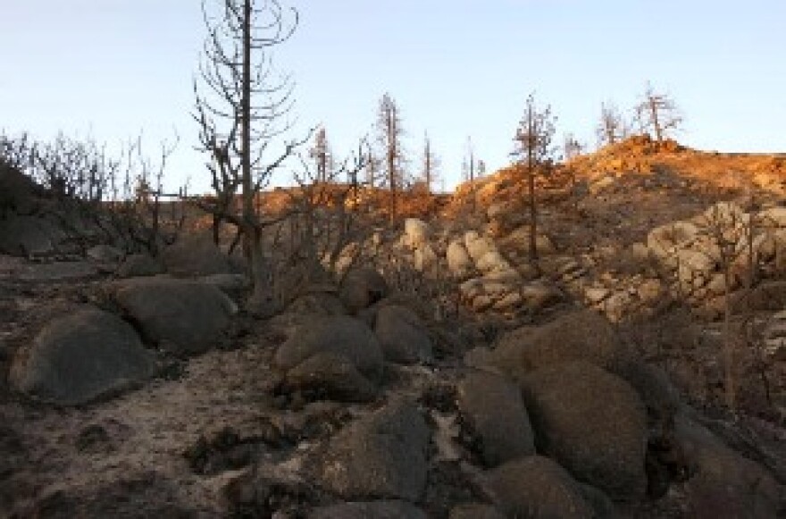 A charred landscape in the wake of the 250 square mile Station fire in the San Gabriel Mountains in the Angeles National Forest, northeast of Los Angeles, California.