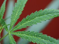 File: Marijuana plants grow at Perennial Holistic Wellness Center, a not-for-profit medical marijuana dispensary, on Sept. 7, 2012 in Los Angeles.
