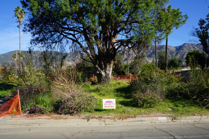 A large tree sits in the center of the frame with lots of overgrown brush beside a street curb.