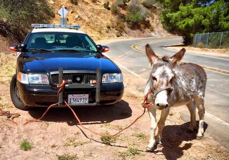 chp_donkey.jpg
