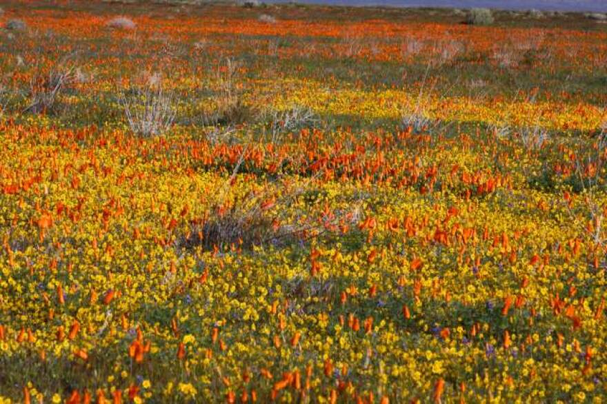 actonflowers.jpg