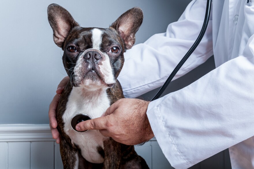Veterinary doctor uses a stethoscope on a black and white dog that is sitting down.