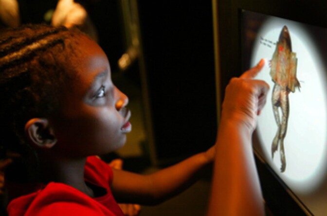 File photo: A student looks over a frog on a virtual frog dissection display at 'Frogs: A Chorus of Colors' at the American Museum of National History May 25, 2004 in New York City.