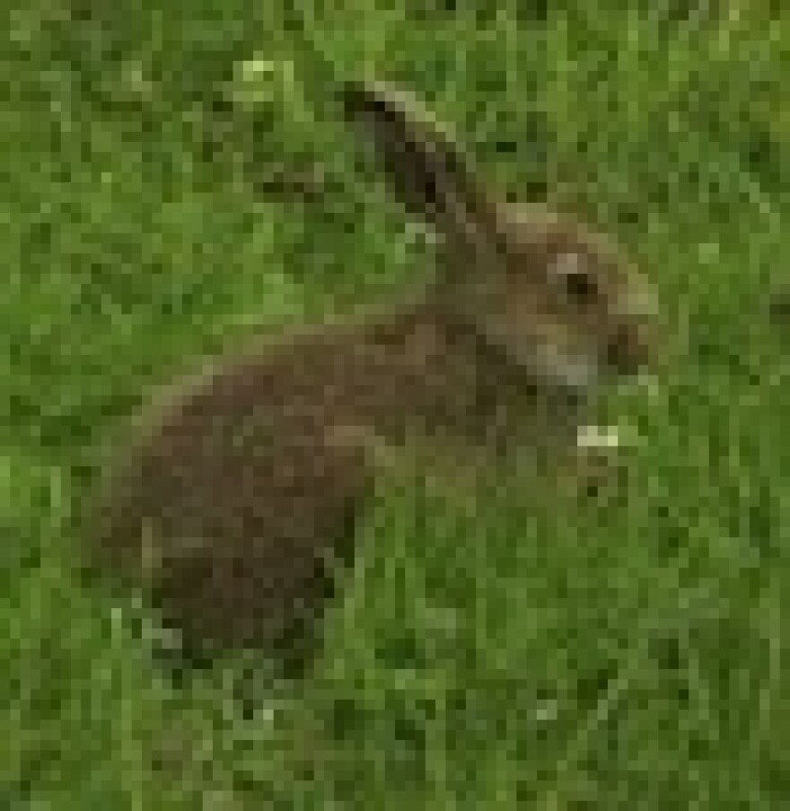rabbit-mission-viejo.jpg