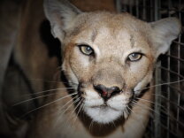 A mountain lion looks intensely at the camera with soulful grey-green eyes.