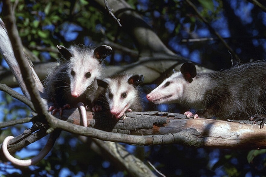 opossums_family.jpg
