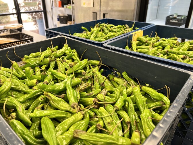 Two large crates of fresh green peppers.