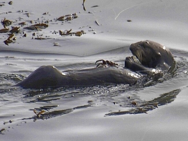 The southern sea otter on its back in water.