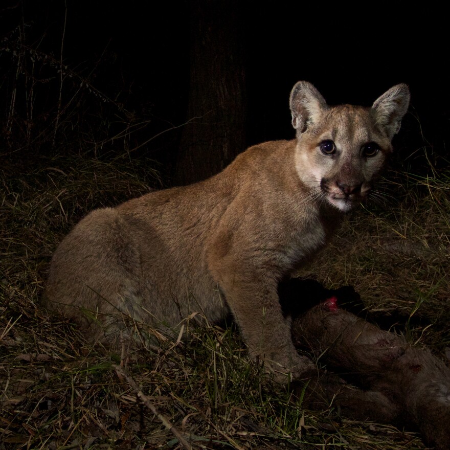 P-28 is a mountain lion cub born in spring 2013 in the Santa Monica Mountains. He was captured on a remote camera set up by the National Park Service.