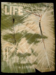 Binh Danh's selections from "Life: One Week's Dead" series (detail), 2006; chlorophyll print and resin.