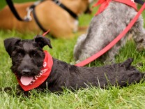 File photo of a dog taking a rest after a walk. 