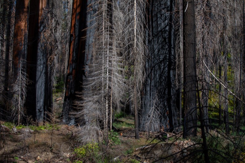 A small tree stands bare among the field of larger, looming trees.