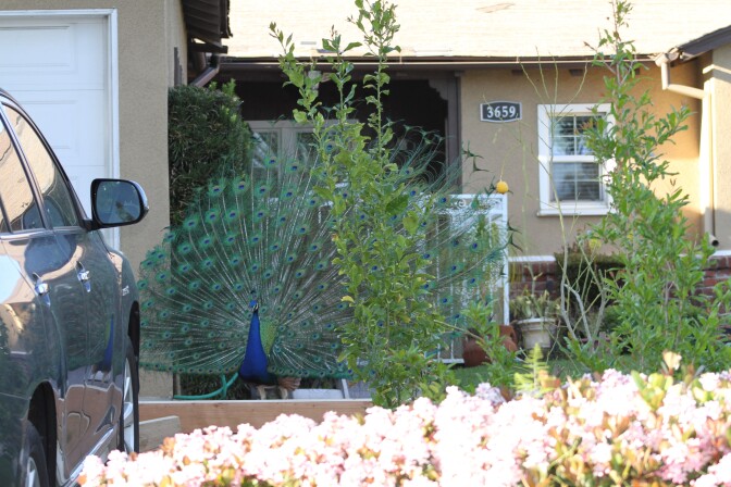 A peacock opens his tail on a pathway leading to a home's front door.
