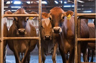The FDA, concerned about the levels of antibiotics found in older dairy cows, has stalled its plan to test antibiotic levels due to resistance from the dairy industry.