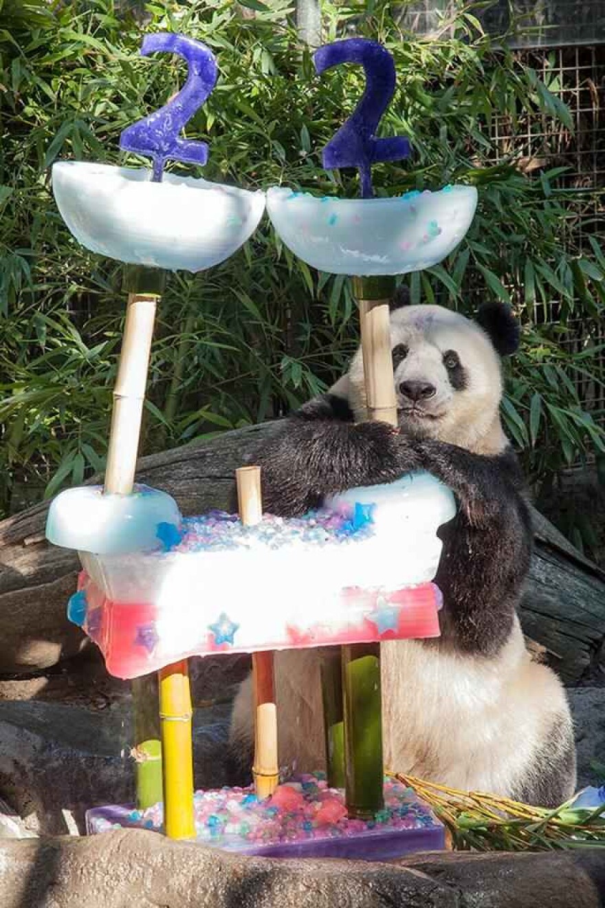 panda-22.jpg