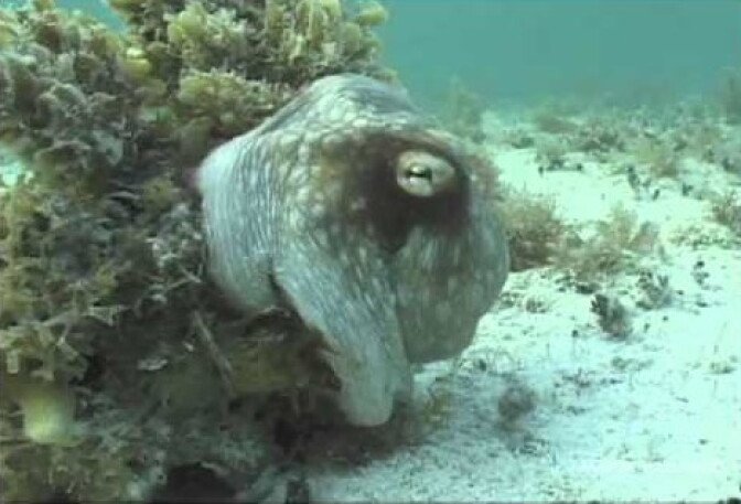 Octopus can undergo dramatic changes in posture and texture, which inspired the Cornell University research team to design light-up, stretchable luminescent "skin".