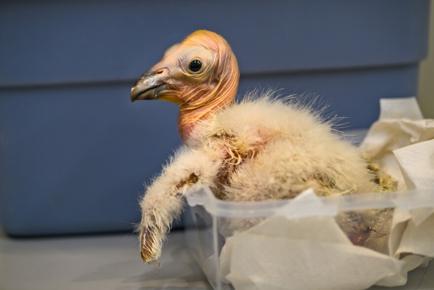 A baby bird, specifically a California condor chick, is sitting in a plastic Tupperware-like container full of napkins. Scraggly feathers cover its back, but it's head is hairless and pink.