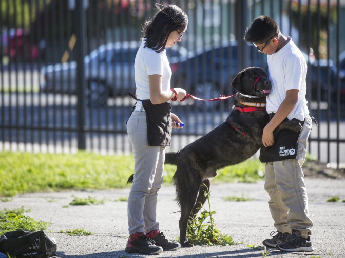 Seventh graders Xochilt Nuñez, left, and Cesar Cedano work with Rockwell during spcaLA's humane education after-school program at Bunche Middle School in Compton on Tuesday afternoon, March 8, 2016. The three-week after school program enrolls 12 students twice a year.