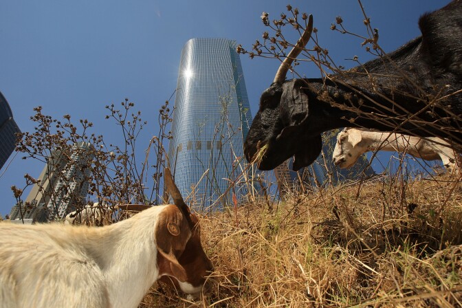 A herd of 100 South African Boer goats chews on tough weeds and dry grasses to clear a steep hillside lot near the Angels Flight funicular railroad on September 9, 2008 in downtown Los Angeles.