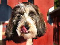This dog doesn't look like he wants to do agility exercises but maybe yours does.