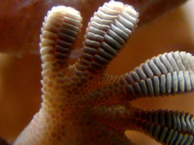 JPL researchers were inspired by gecko feet, such as the one shown here, in designing a gripping system for space. Just as a gecko's foot has tiny adhesive hairs, the JPL devices have small structures that work in similar ways. Image credit: Wikimedia Commons